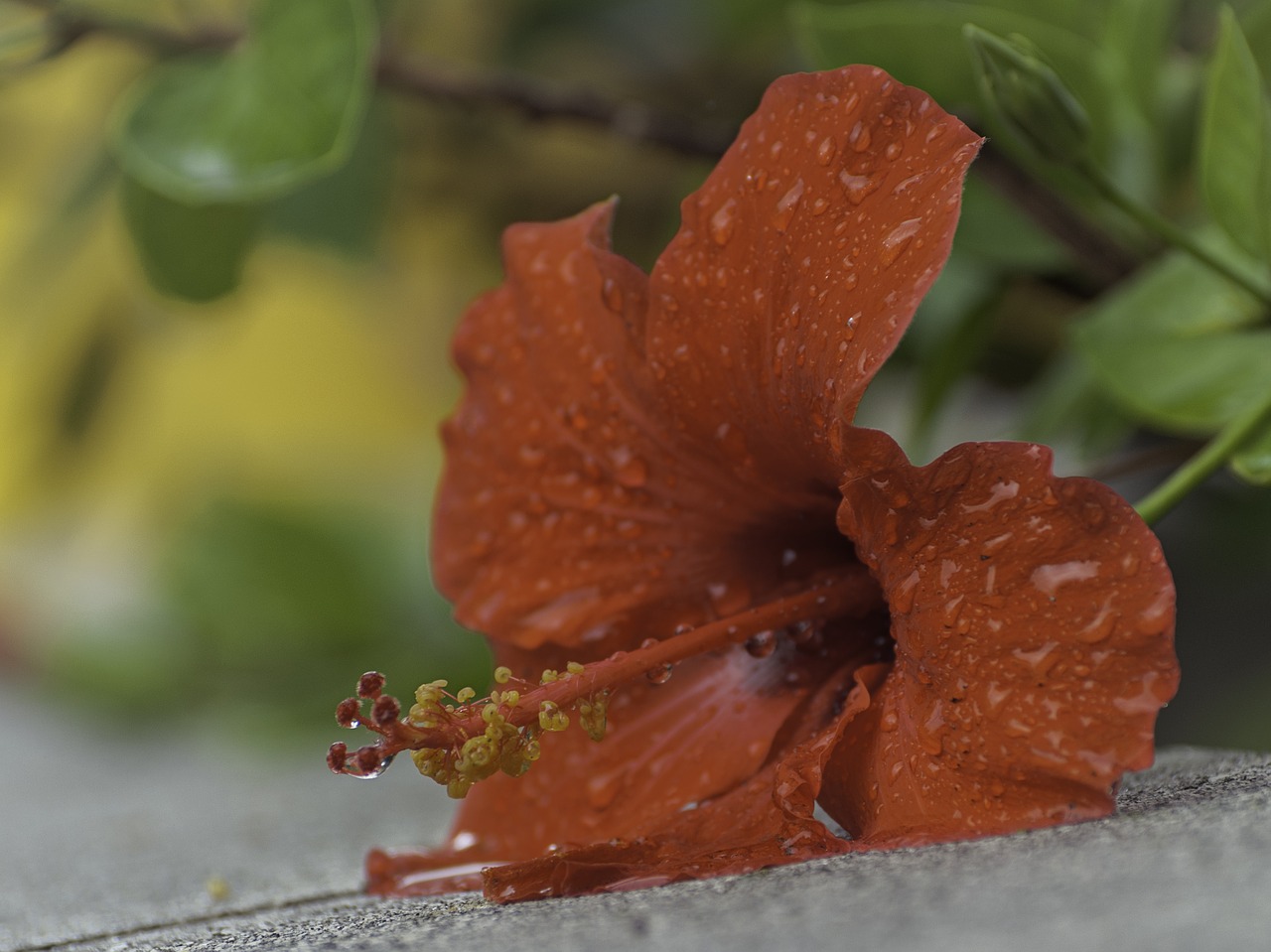 Image - hibiscus flower plant flowers