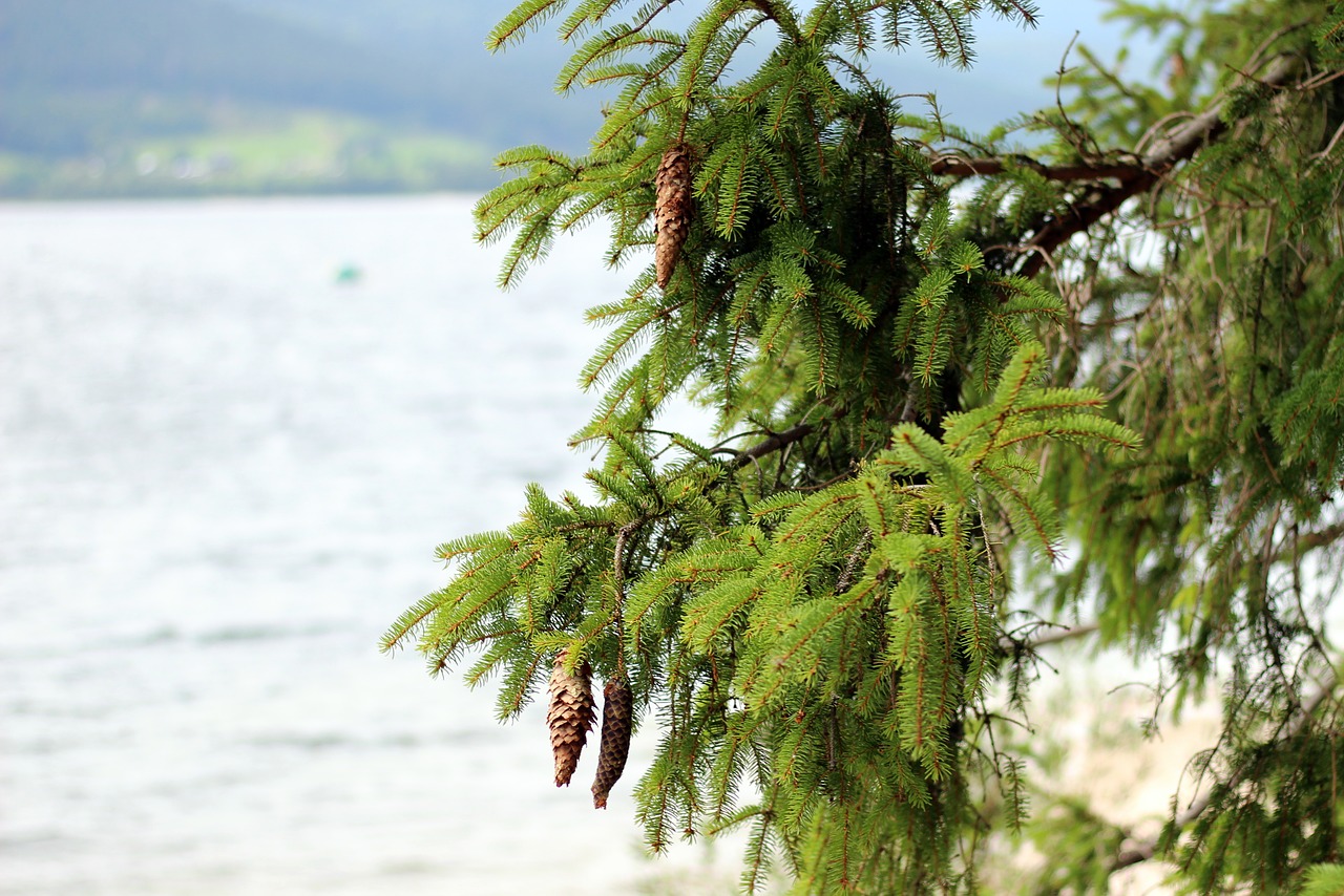 Image - conifer spruce tap pine cones tree