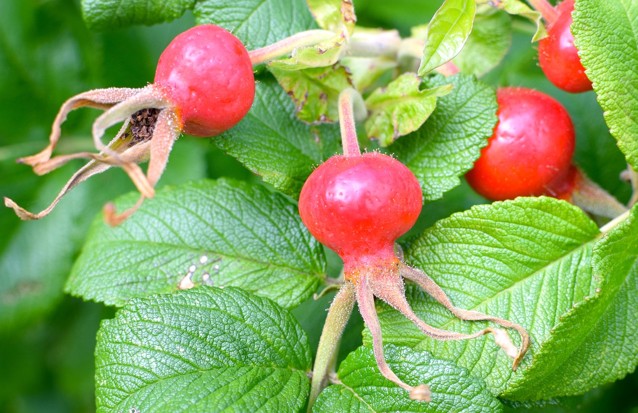 Image - rose hip wild rose red bush nature