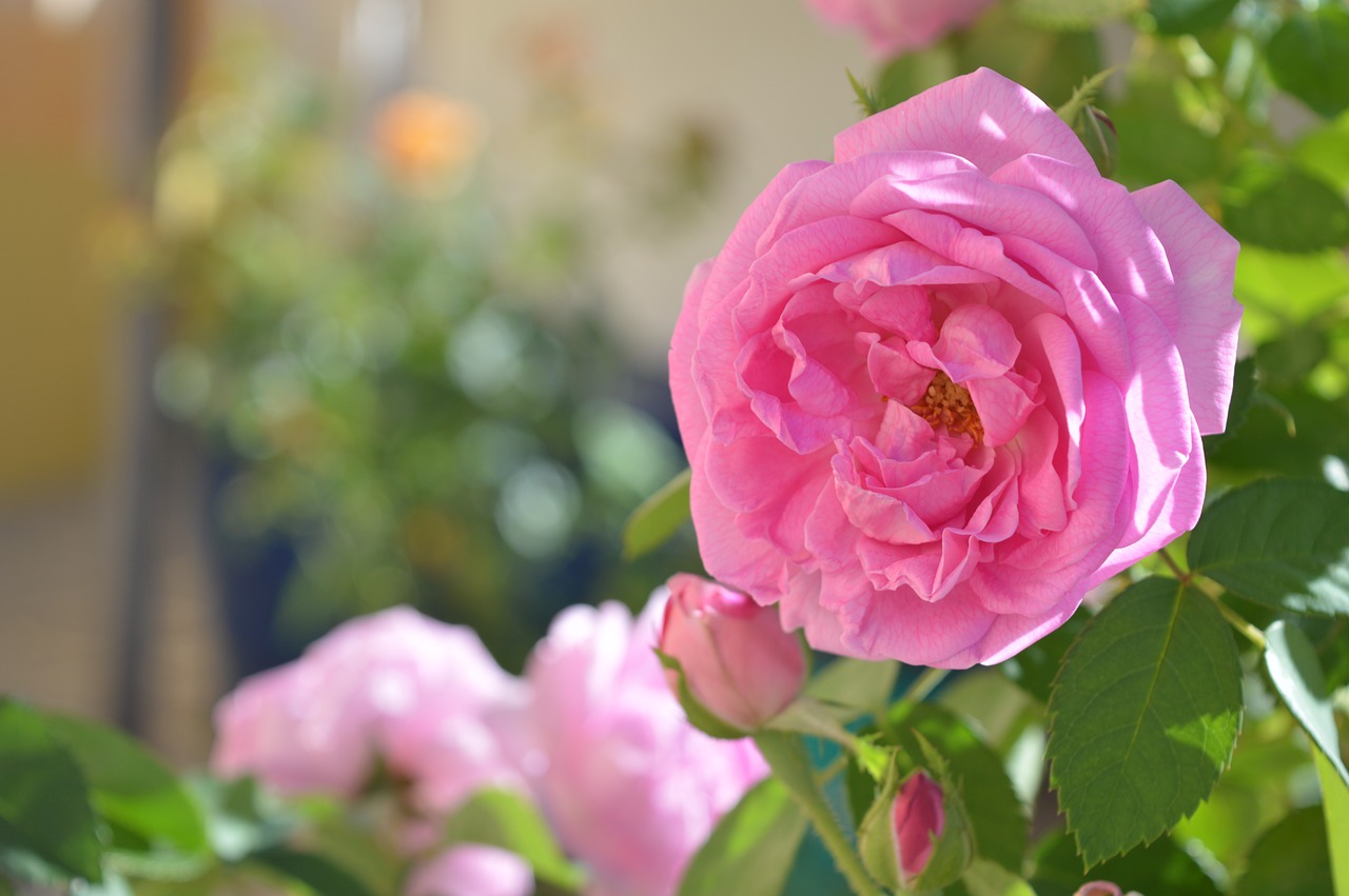 Image - flower rosa background blurred