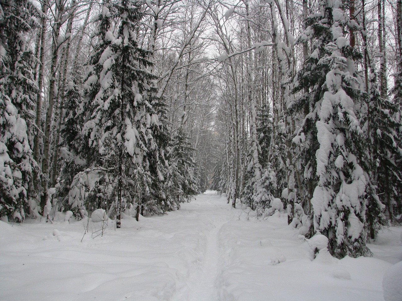 Image - forest trail snow frost winter