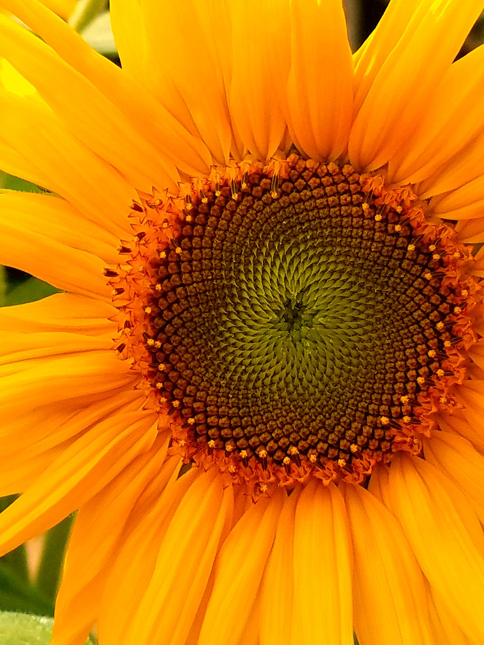 Image - sunflower flower happy