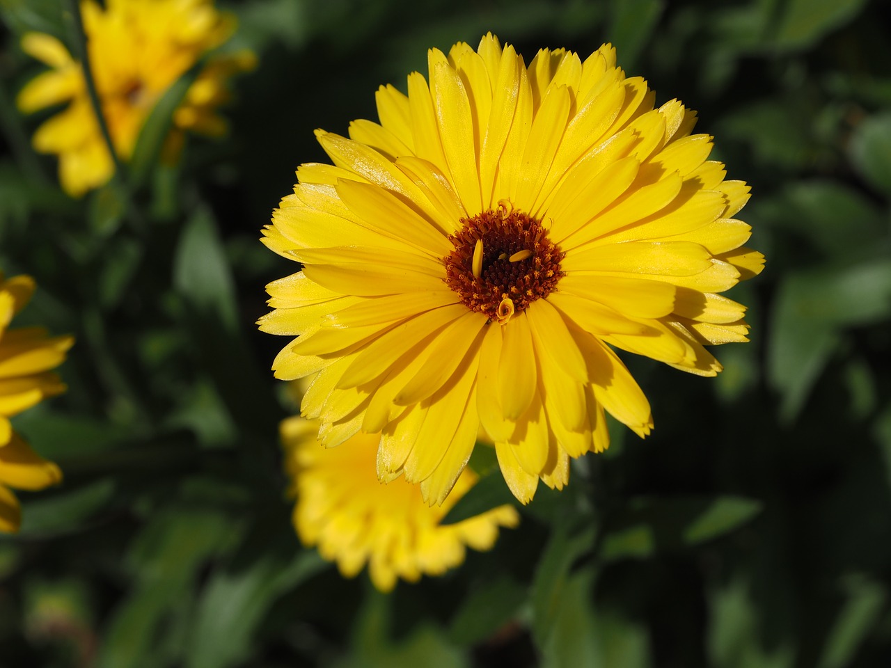 Image - flower yellow nature give gift