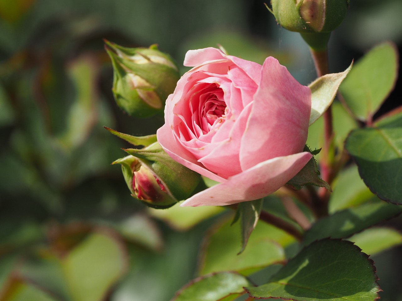 Image - rose nature red love rose blooms