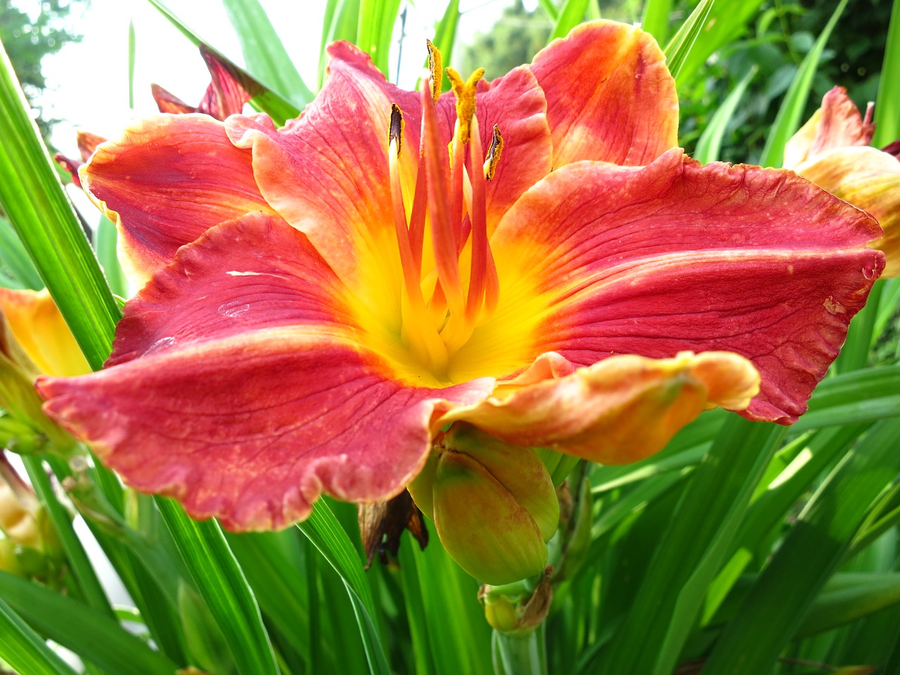 Image - flowers day lily flower bed garden