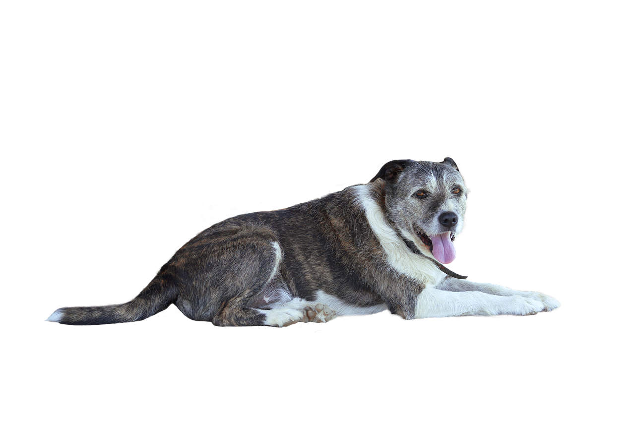 Image - png dog animal