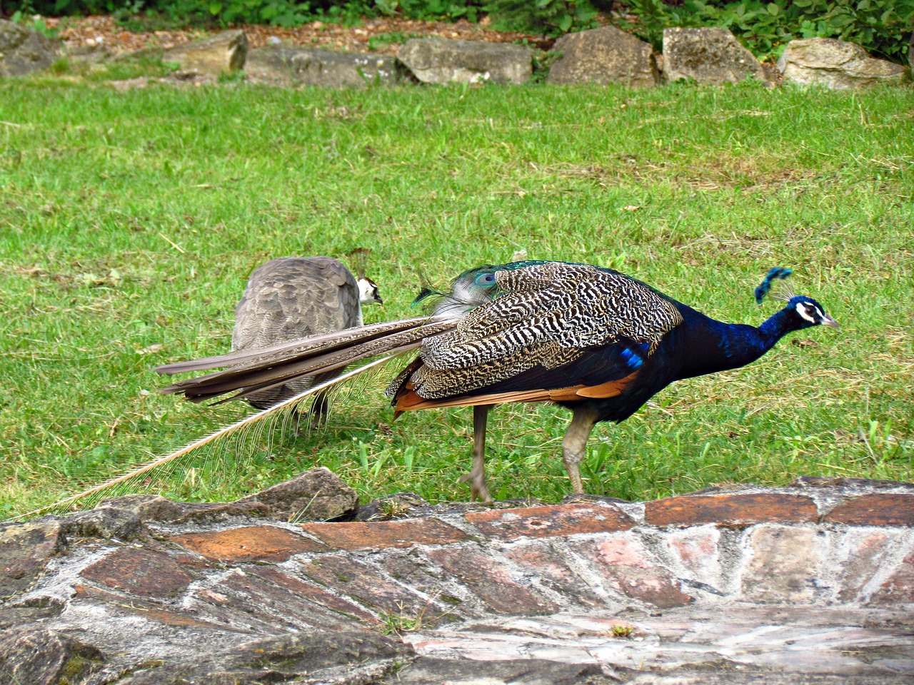 Image - peacock bird nature proud plumage