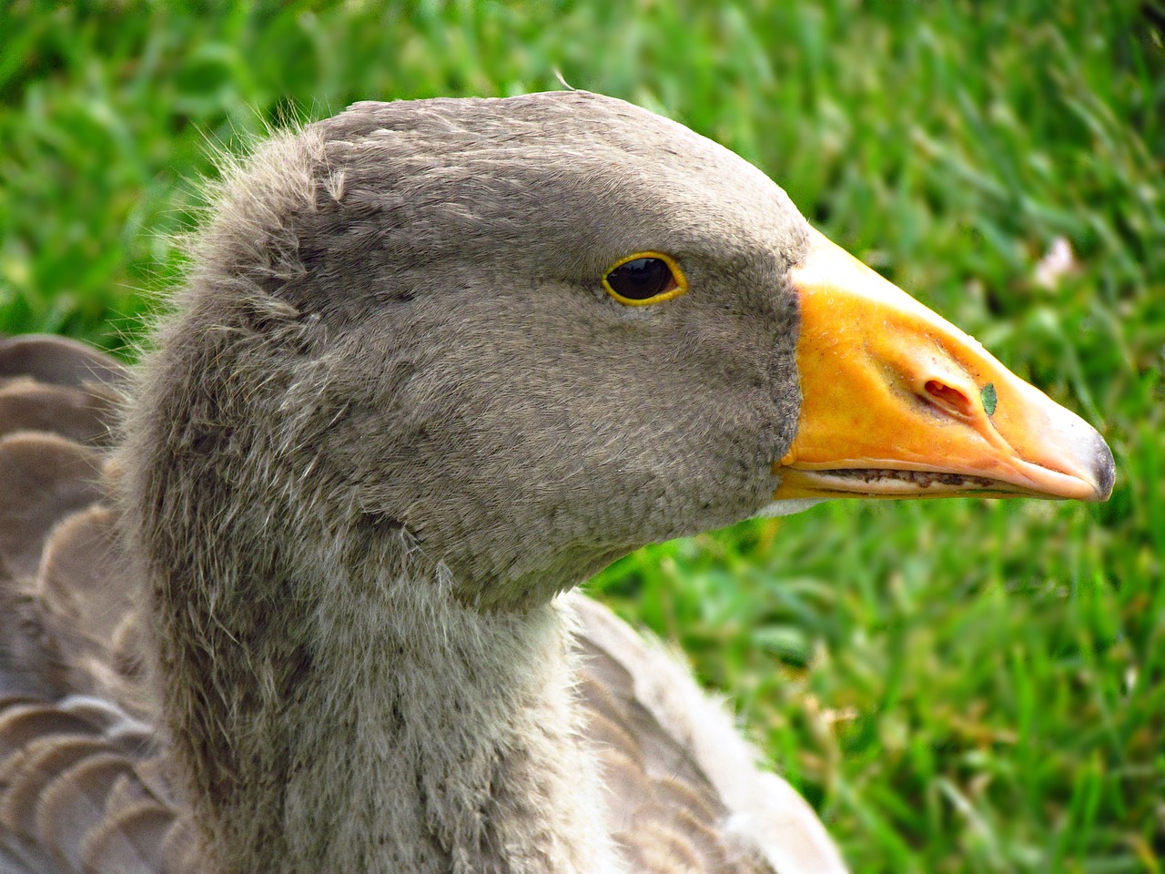 Image - goose bird nature pen beak fly