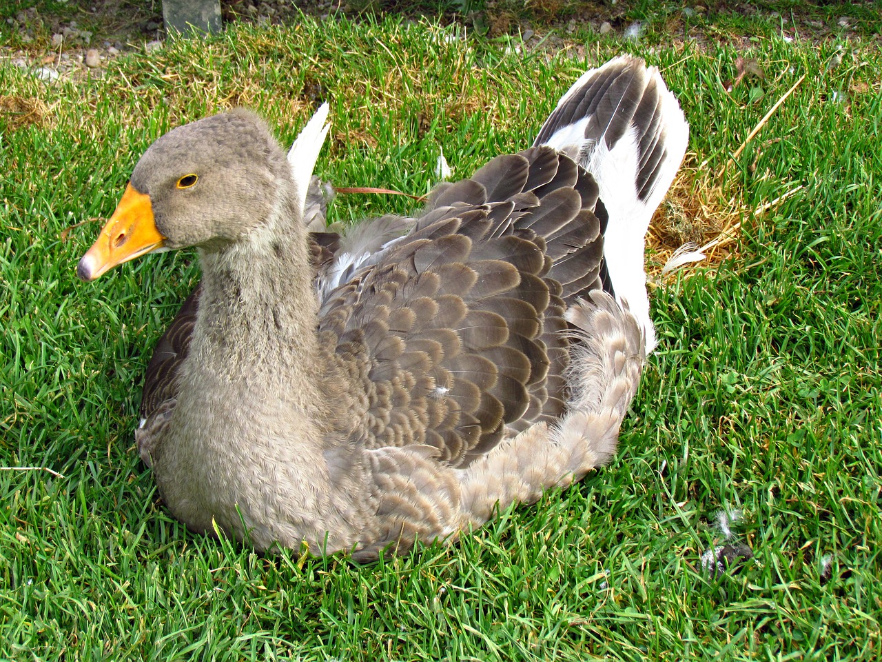 Image - goose bird nature pen beak grass