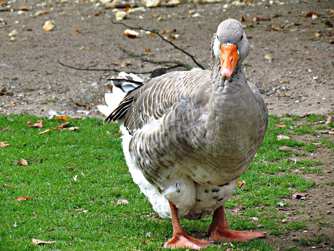 Image - goose beak bird pen grass nature