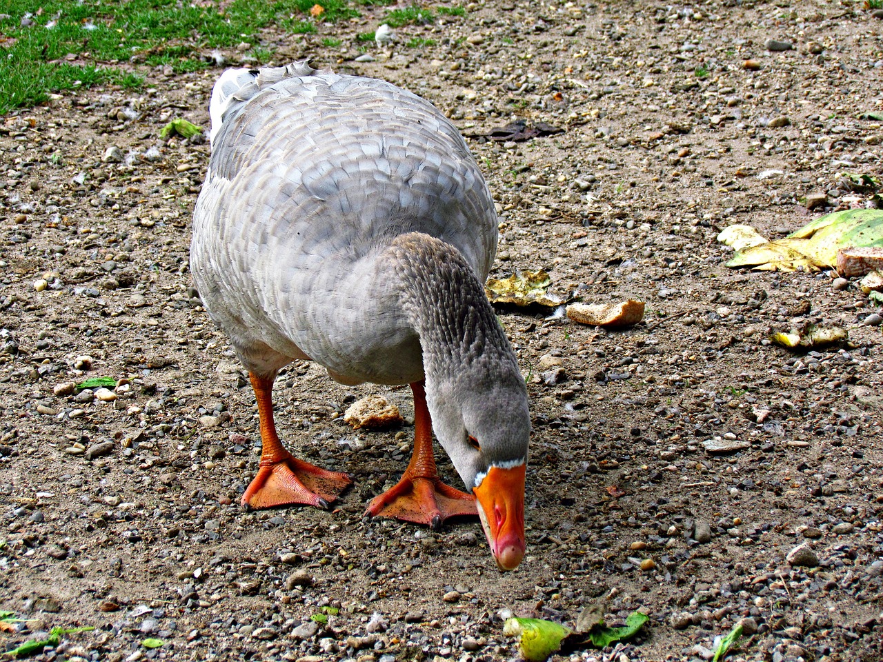 Image - goose beak bird pen grass nature