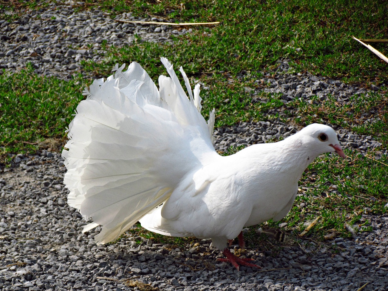 Image - dove bird white pen nature beak