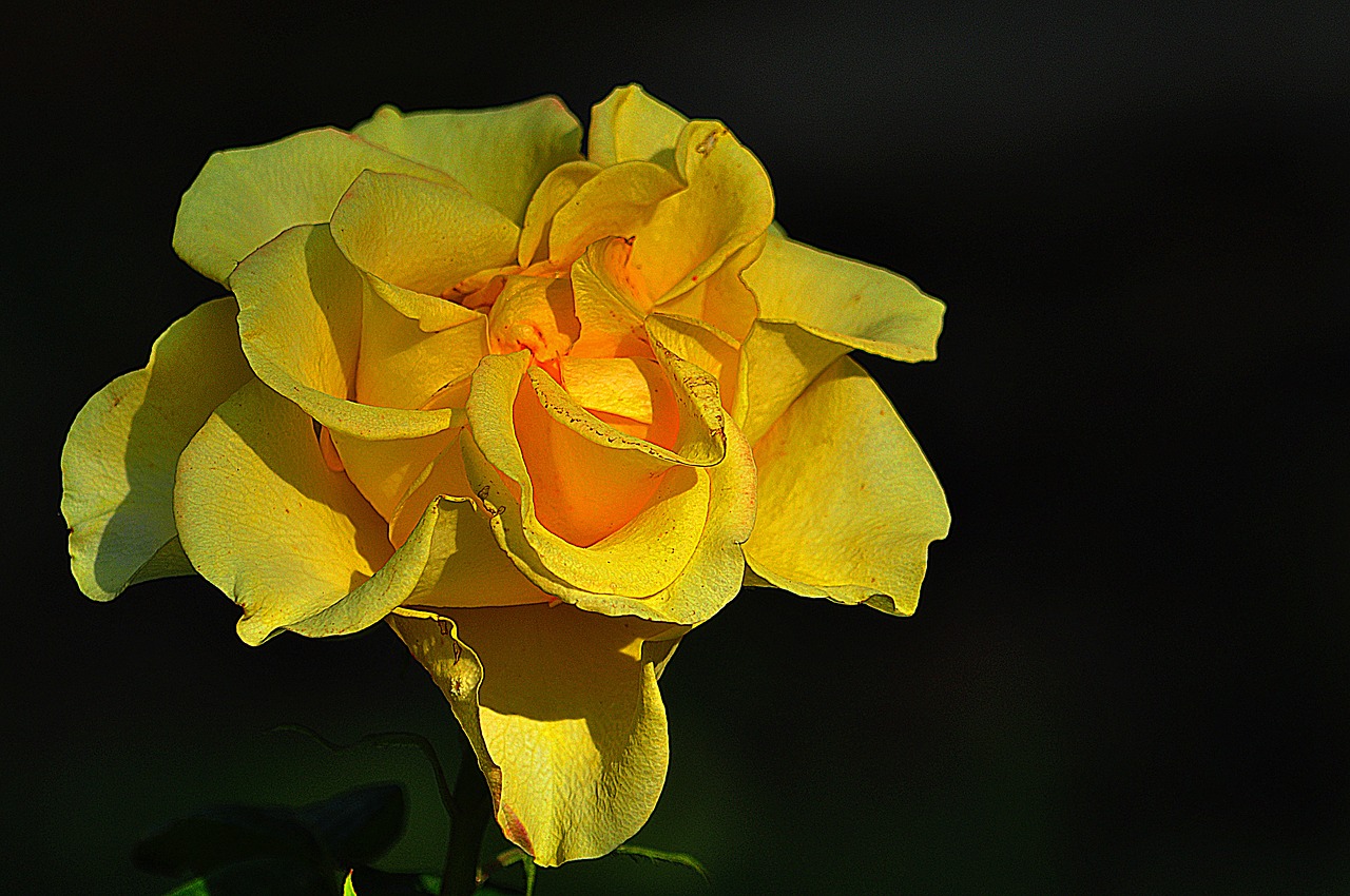 Image - rose black background yellow