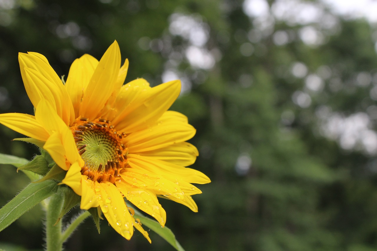 Image - sunflower spring summer