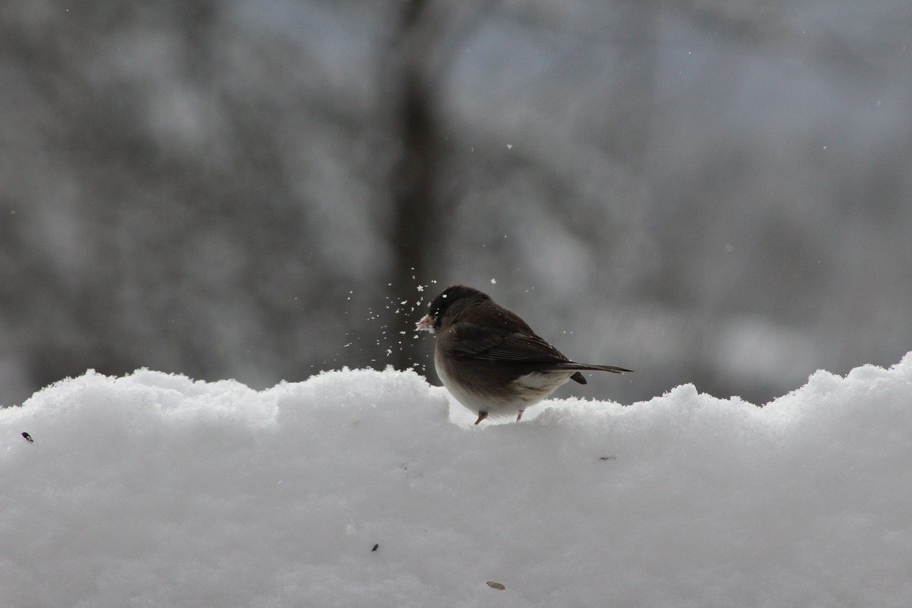 Image - bird nature winter snow life