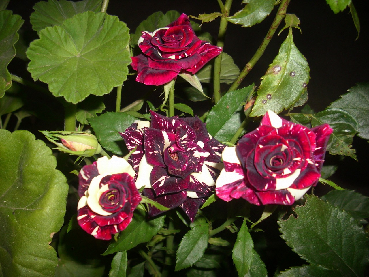 Image - rose flowers garden striped roses