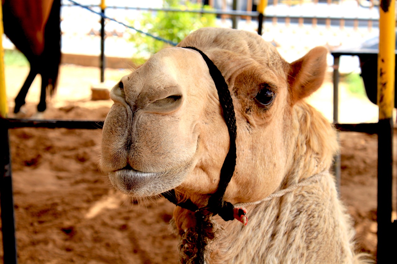 Image - camel dubai desert arab sand