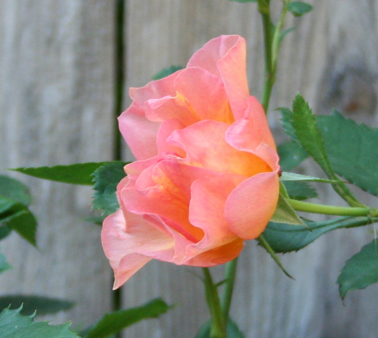 Image - sunrise rose pink orange green