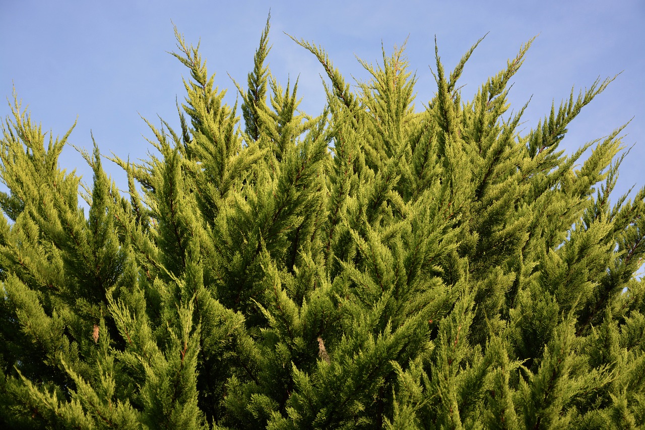 Image - spruce shrub resinous nature