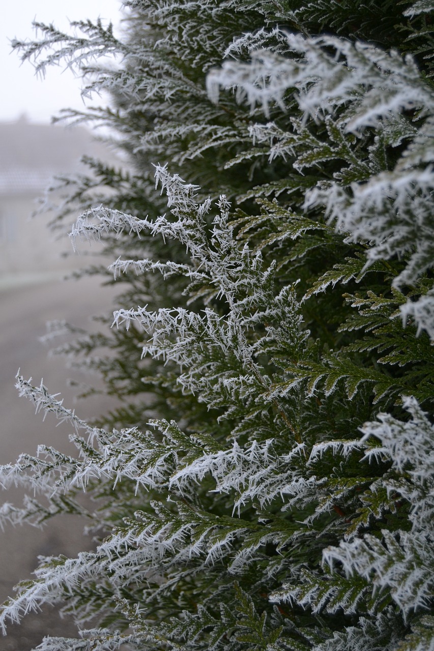 Image - ice frost fir landscapes snow