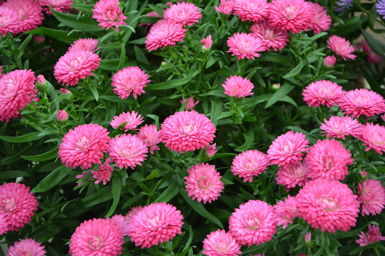 Image - flowers pink color pink