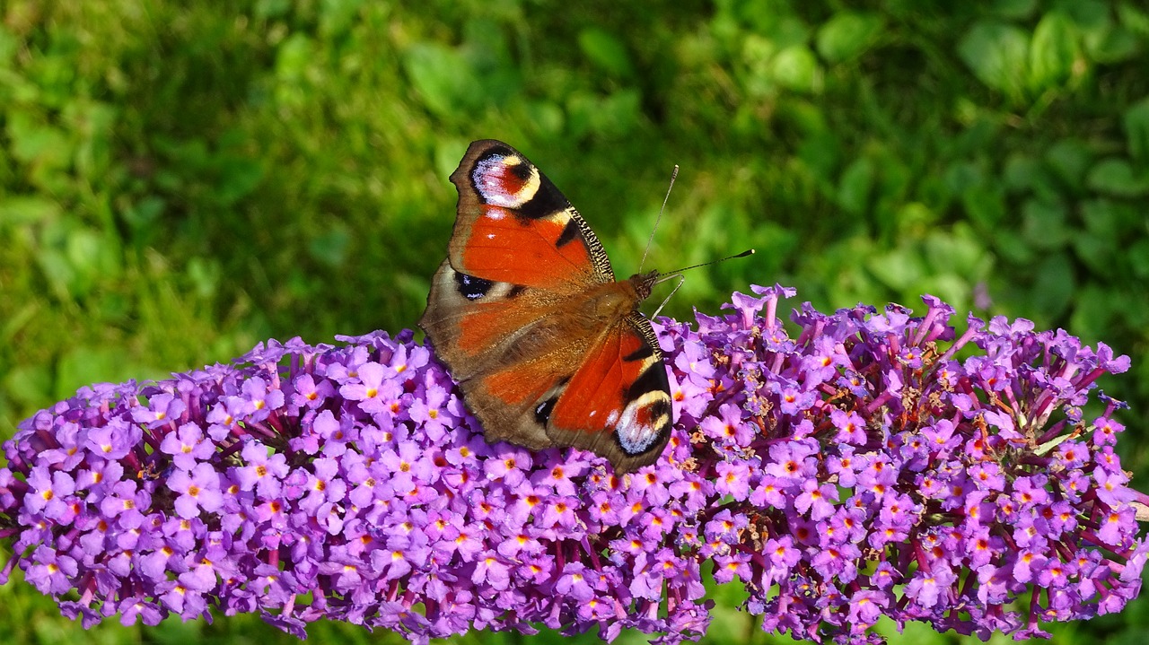 Image - butterfly butterfly peacock nature