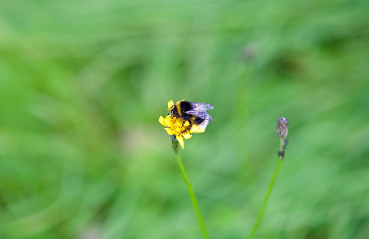 Image - bourdon bee flower insect nature