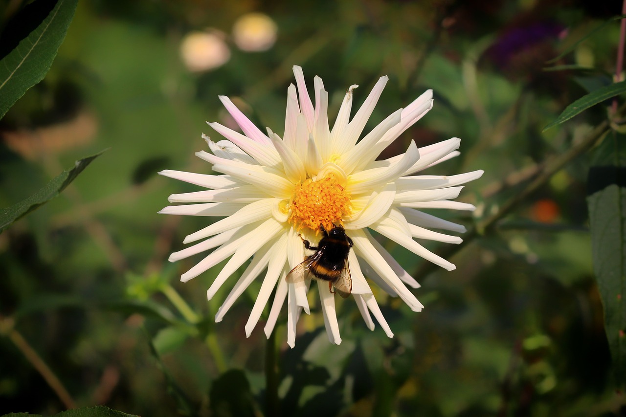 Image - bumblebee insect pollination dalia