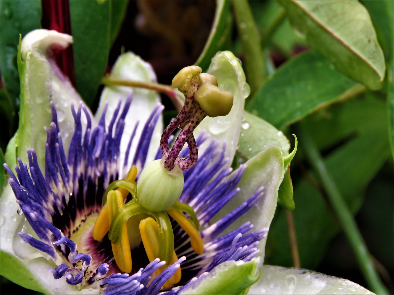 Image - flower passion bloom unwinding