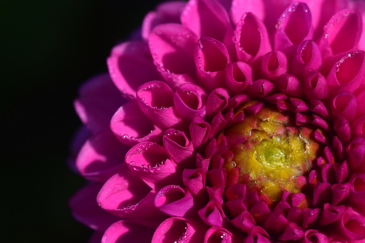 Image - dahlia pink flora flowers blossom