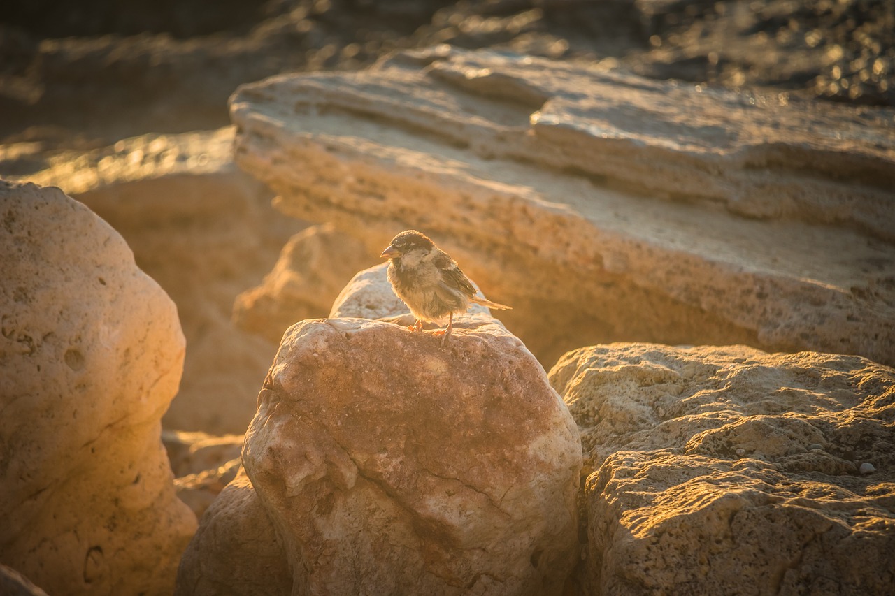 Image - sparrow bird stones light sunrise