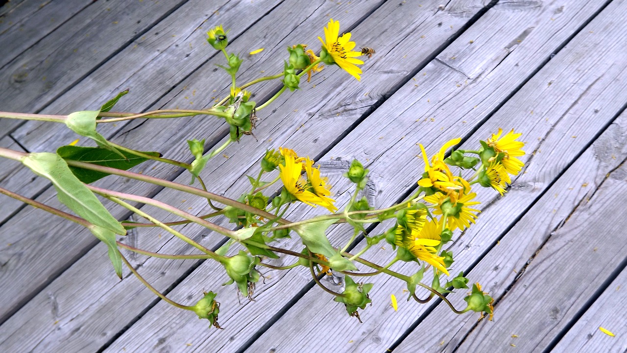 Image - flora flowers yellow boards summer