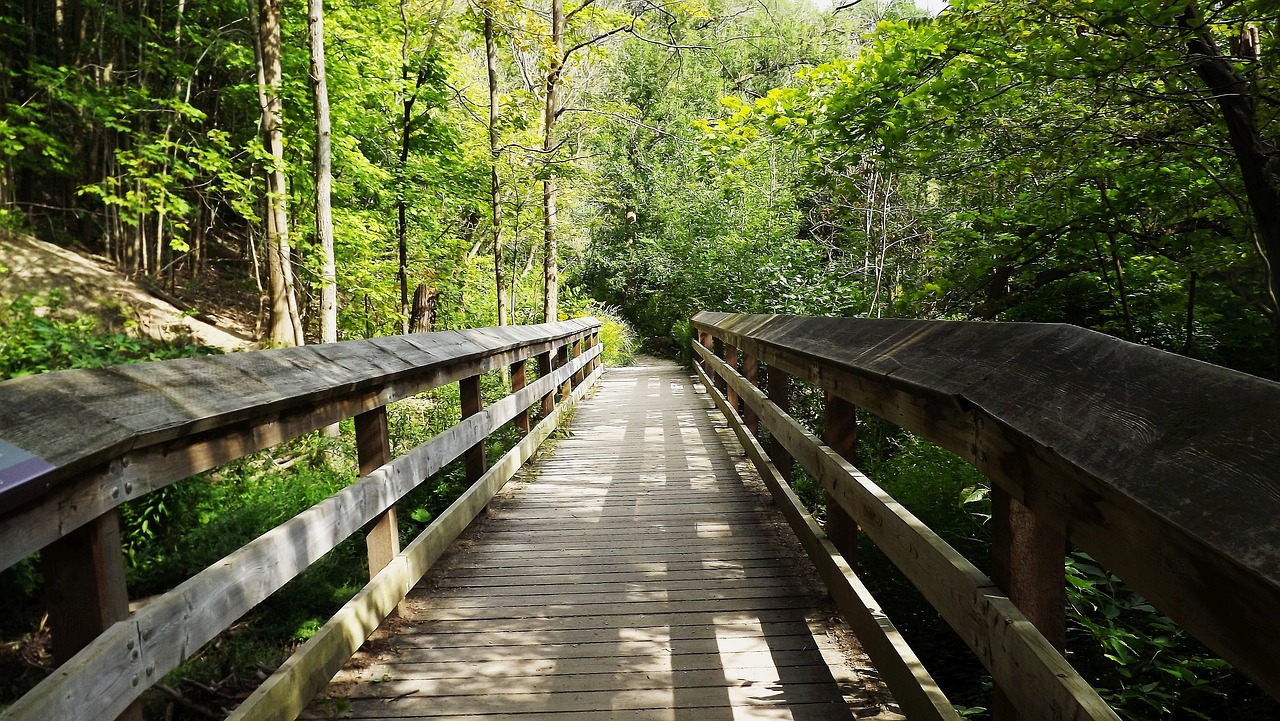 Image - way forest bridge tree