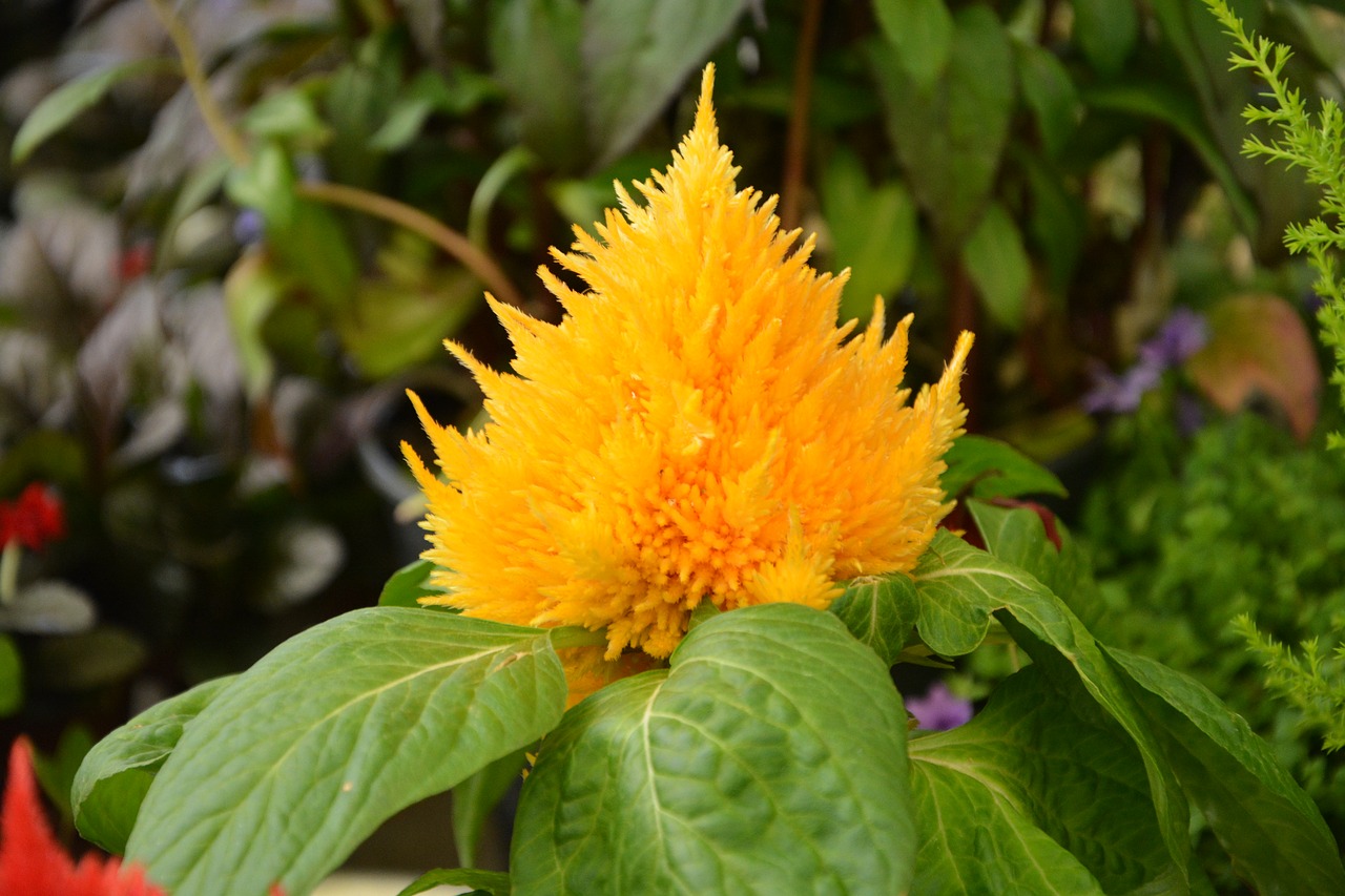 Image - plant célosia yellow green leaves