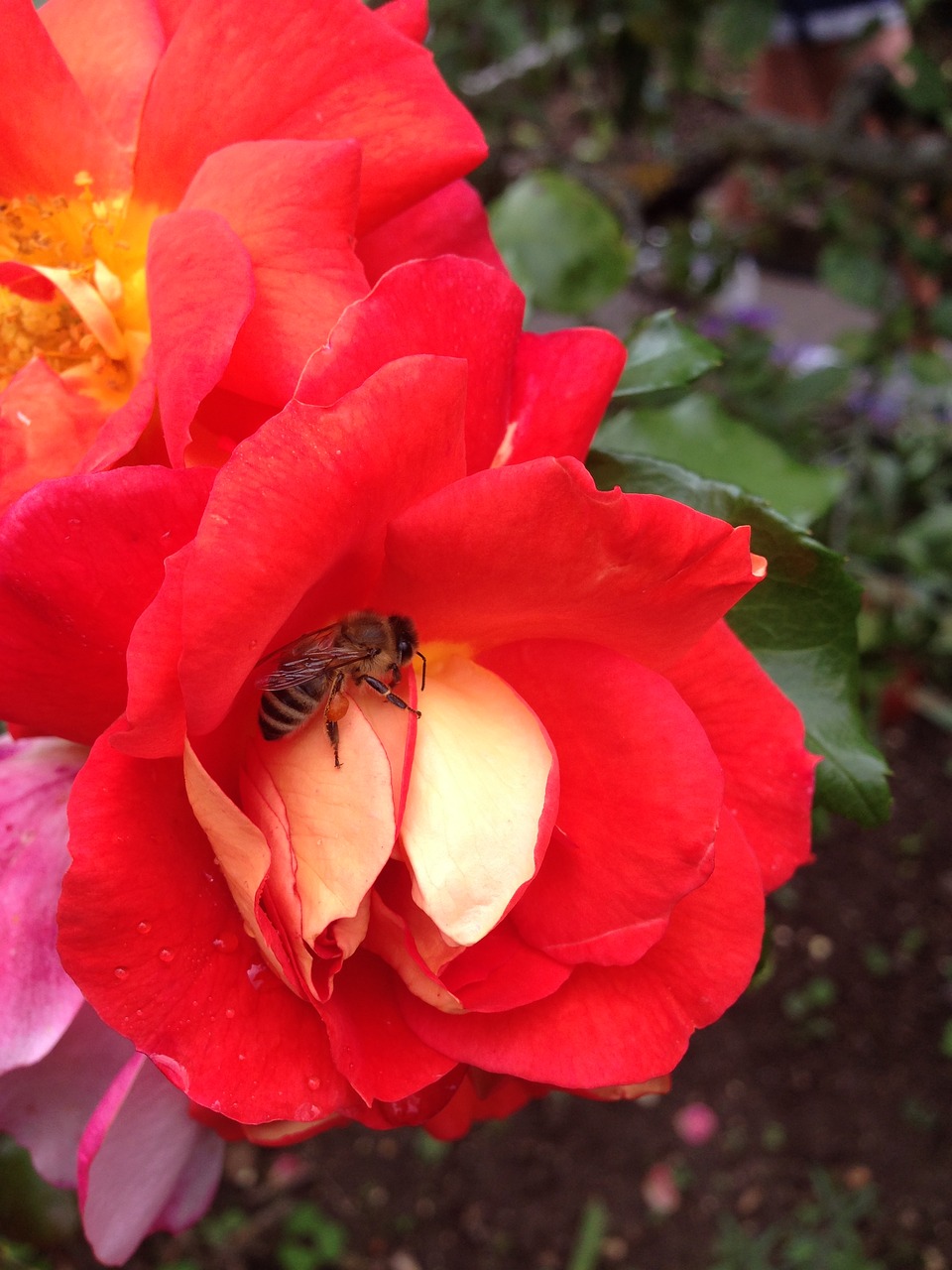 Image - rose colorful bee