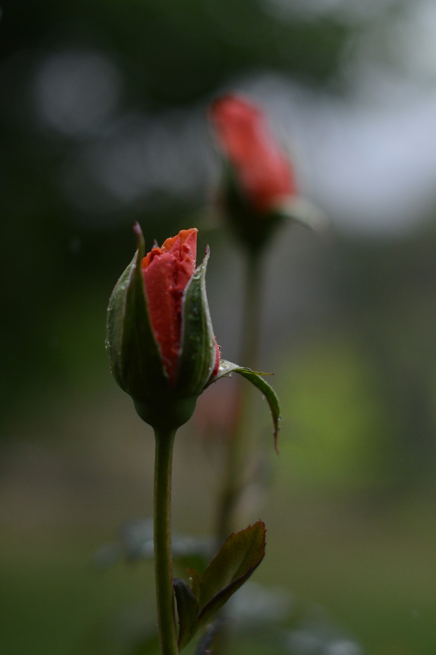 Image - pink rose water droplet wet rain