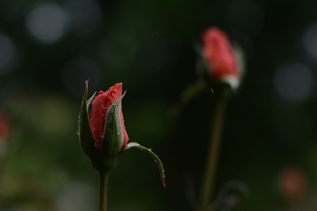 Image - pink rose water droplet wet rain