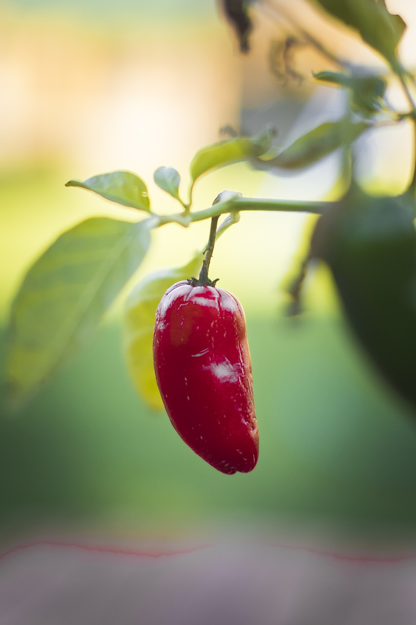 Image - chilli hot pepper food red spicy