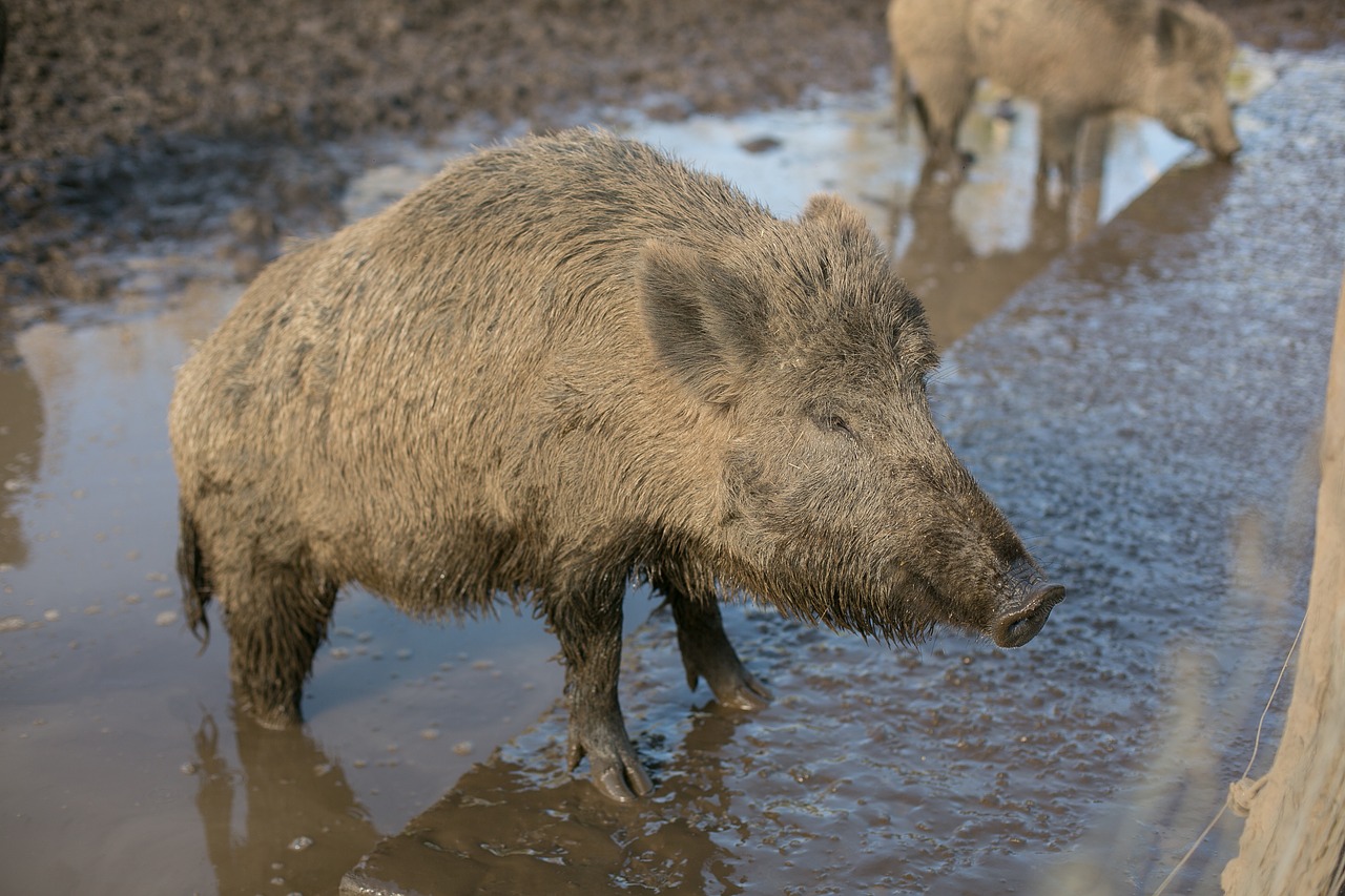 Image - wild pig hatchery animals