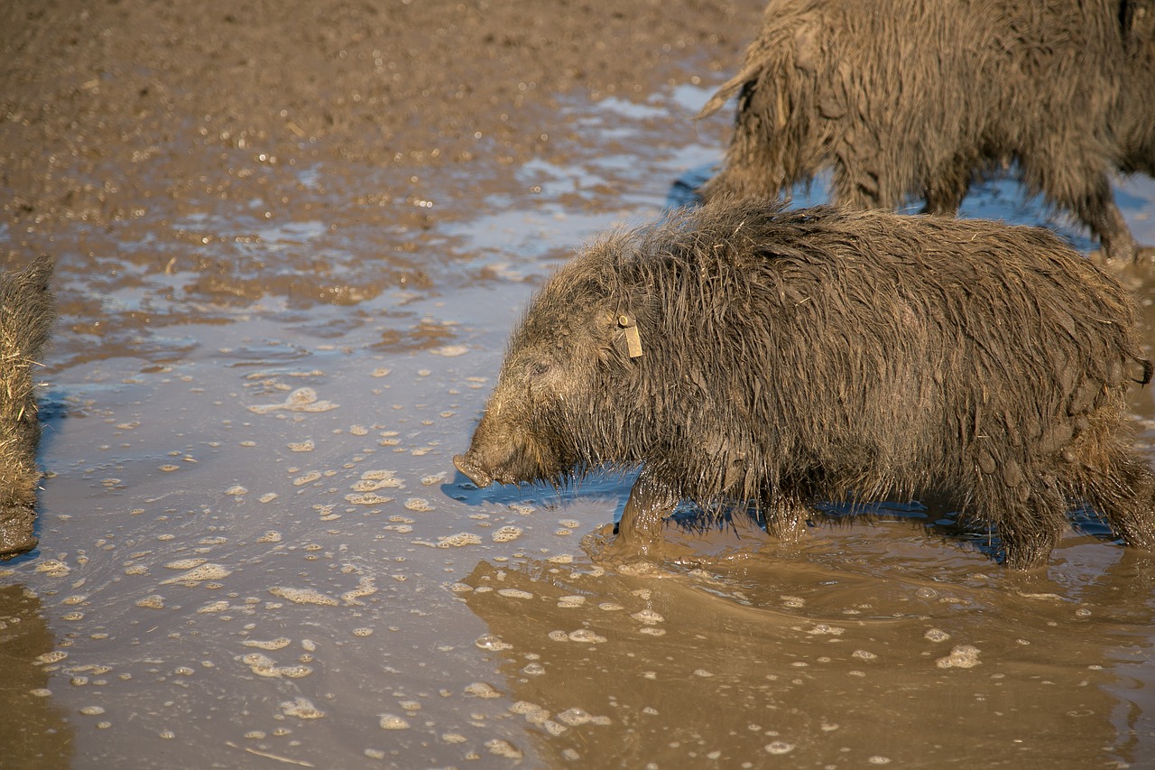 Image - wild pig hatchery animals