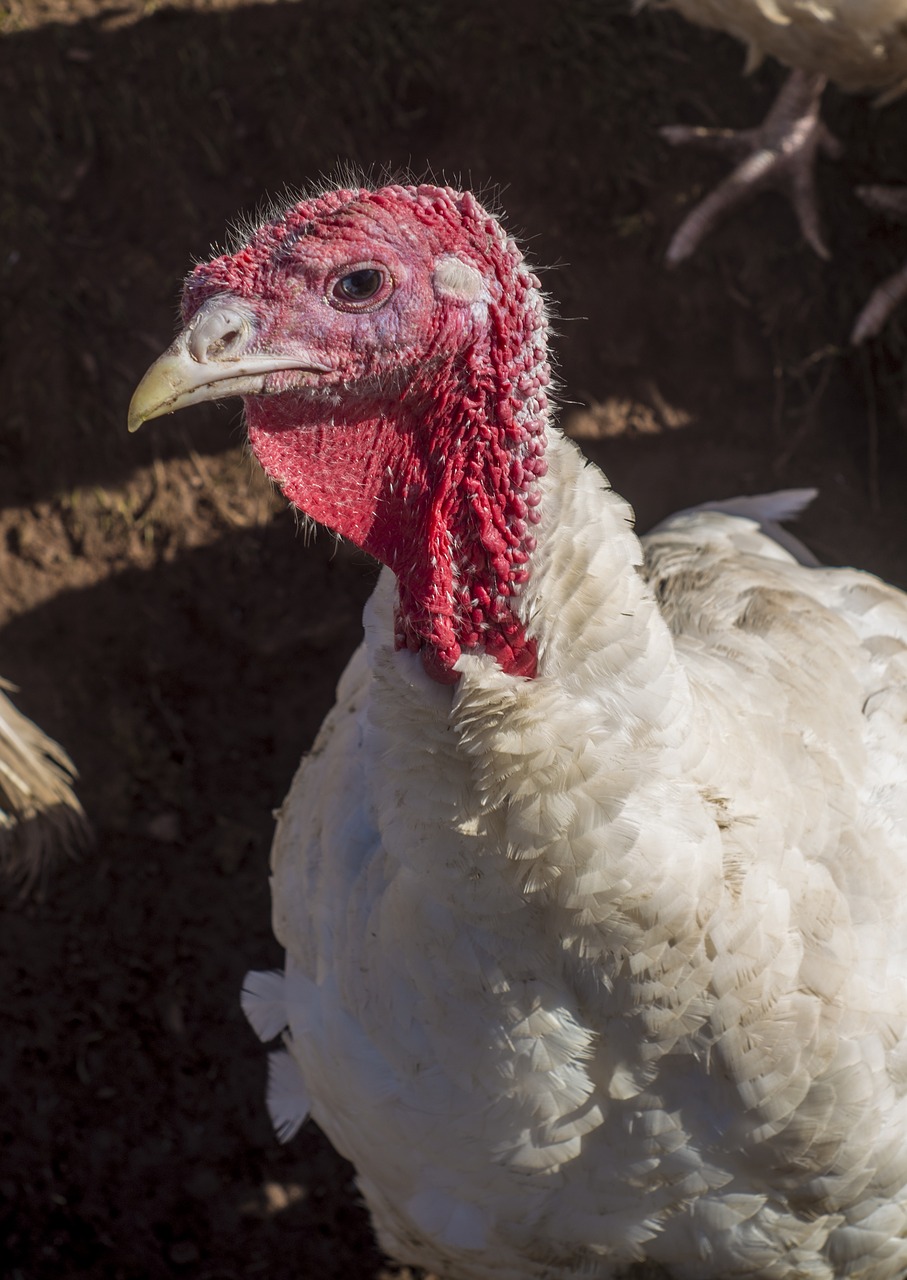 Image - turkey farm poultry bird animal