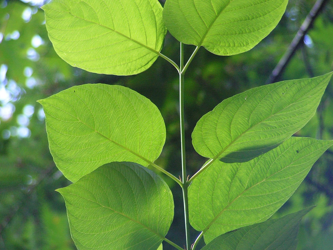 Image - leaf green veins foliage nature