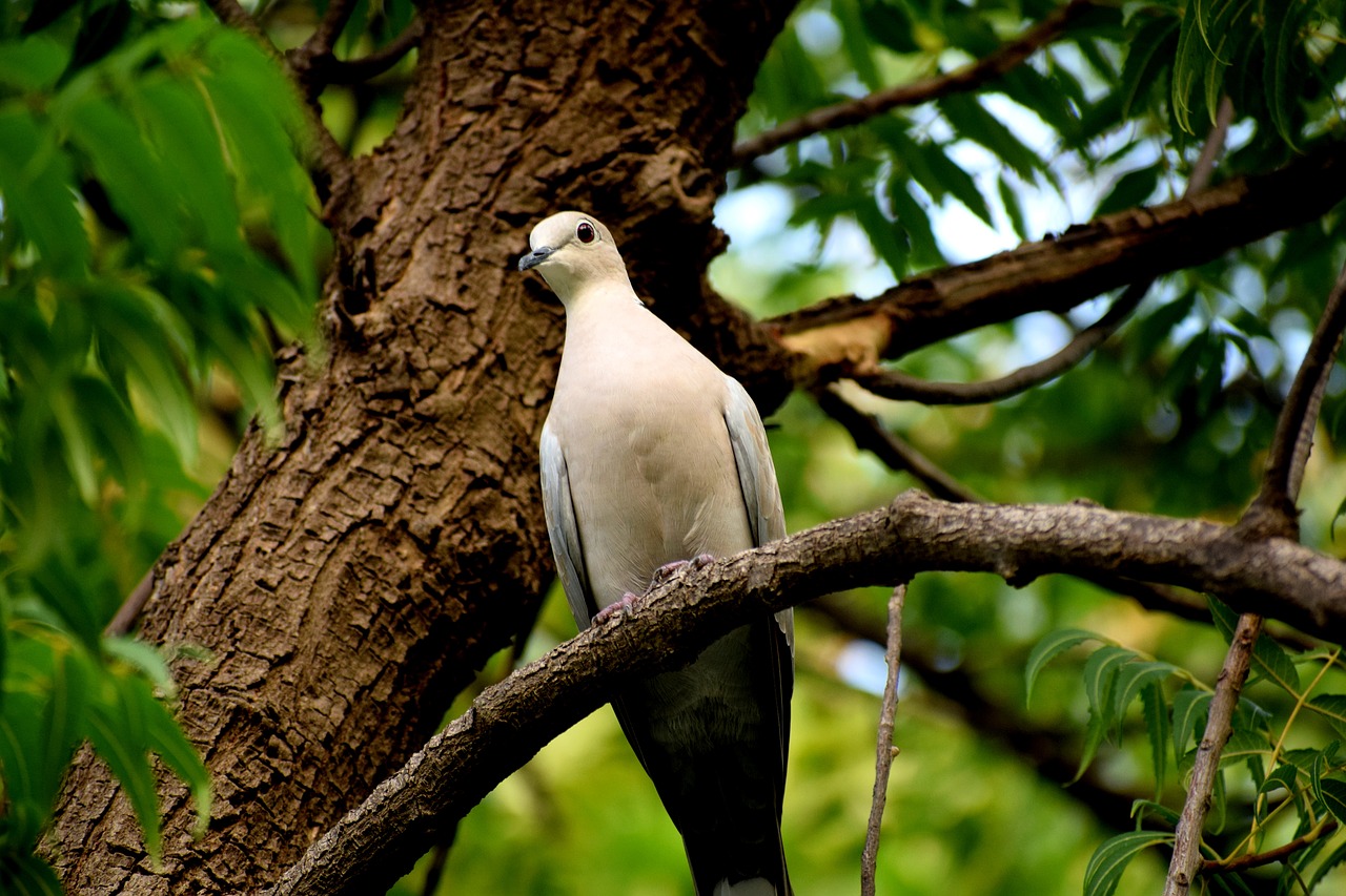 Image - birds dove nature wing pigeon