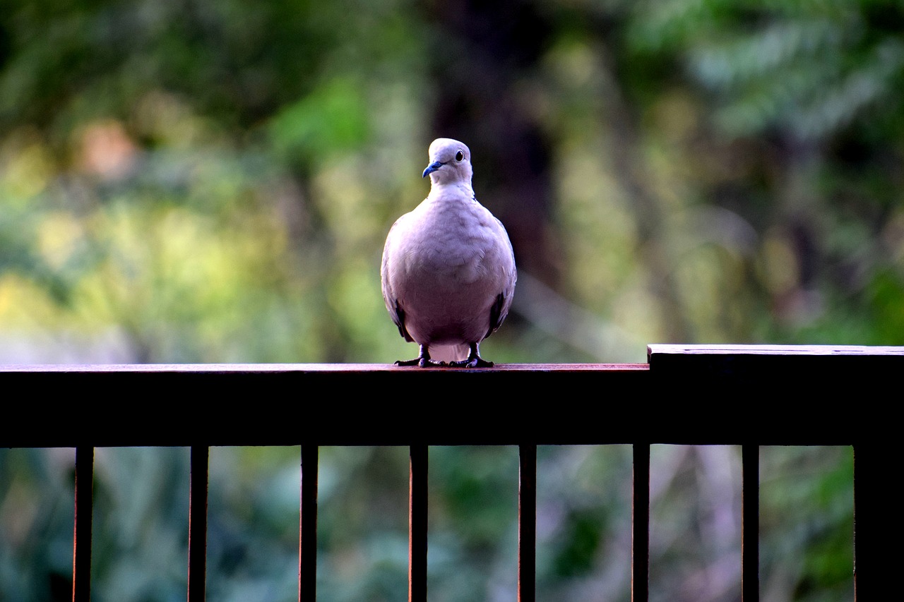 Image - birds dove nature wing pigeon