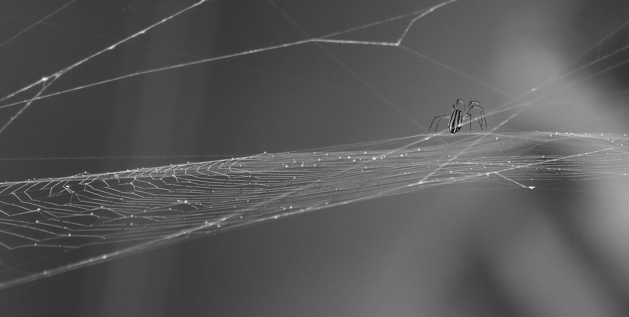 Image - black and white insect spider web