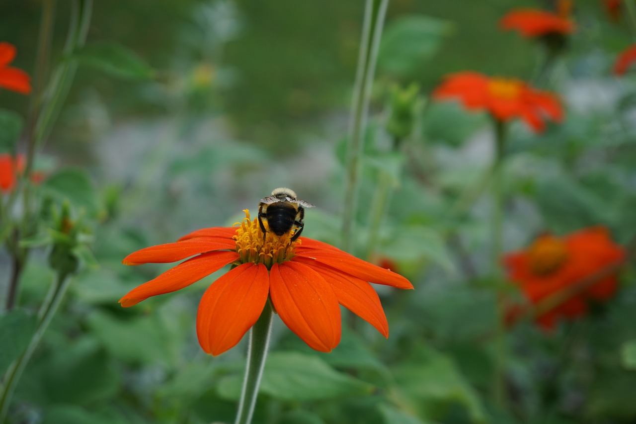 Image - bee flower nature spring summer
