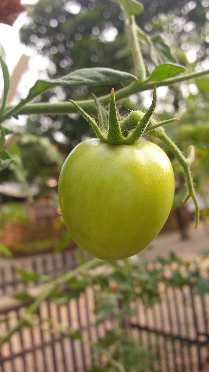 Image - fruit organic tomatoes indonesian