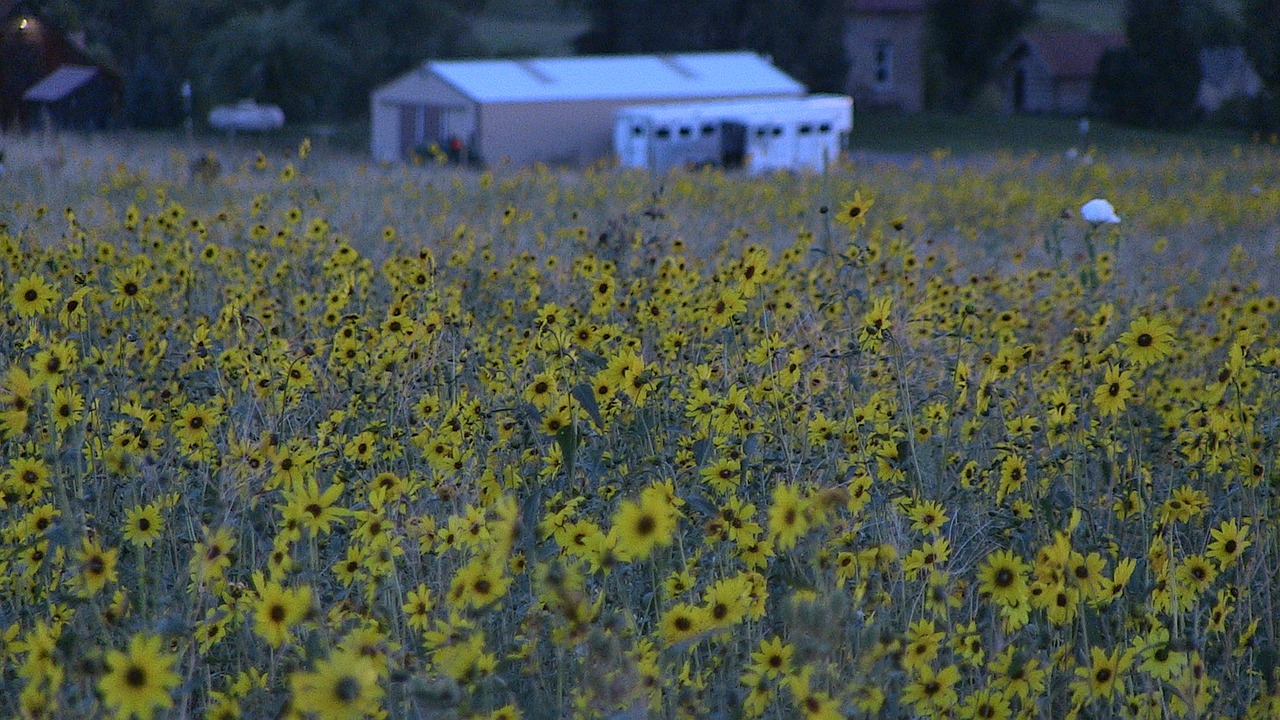 Image - field sunflower nature flower