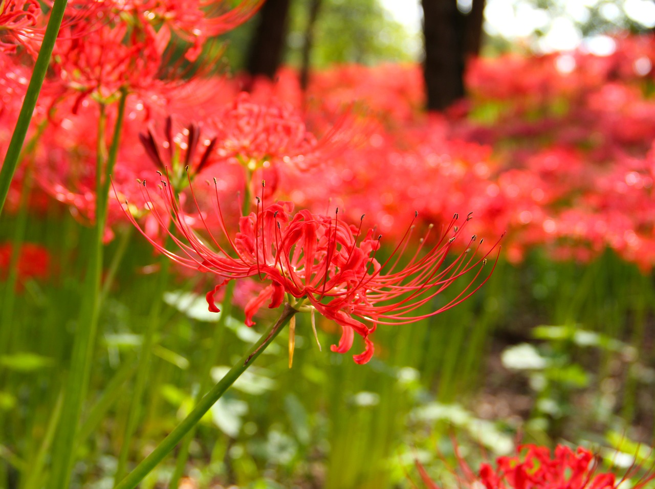 Image - spider lily flowers amaryllidaceae