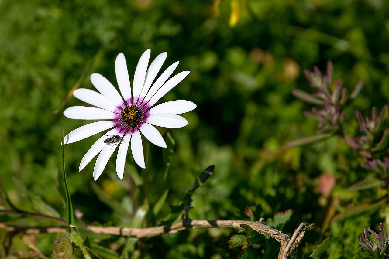 Image - nature flora flower daisy fly